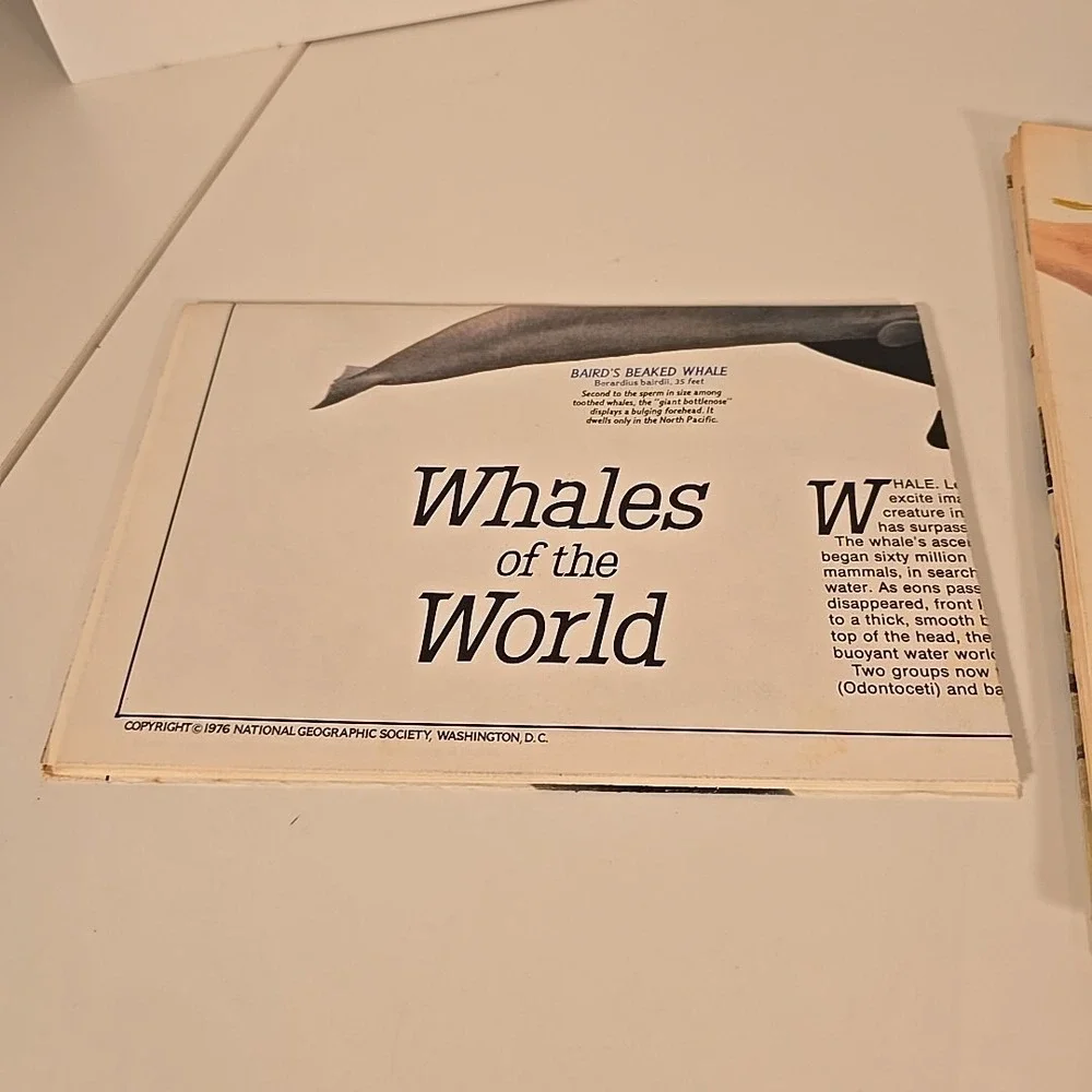 National Geographic Aug 79 Map Bird Migration In The‎ Americas & Whales Of World